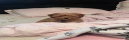 Mixed Breed dogs for sale: Mixed Breed 1 - Ad 1