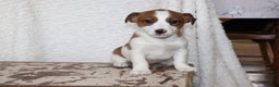Jack Russell Terrier dogs for sale: Howie - Ad 5