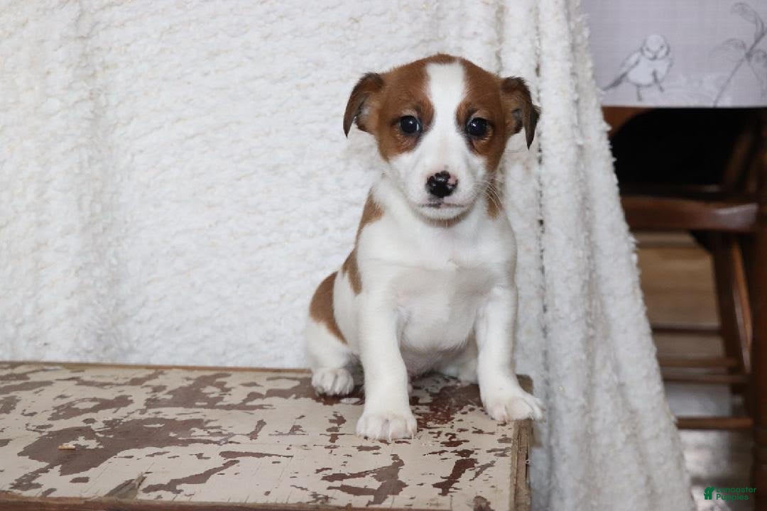 Jack Russell Terrier dogs for sale: Howie - Ad 5