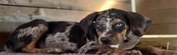 Catahoula Leopard Dog dogs for sale: Tigger 2026 Male 1 - Ad 9