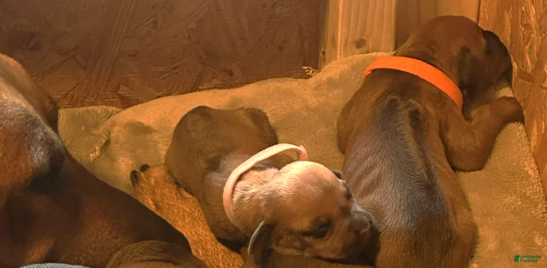 Rhodesian Ridgeback dogs for sale: Rhodesian Ridgeback Puppy 3 - Ad 1