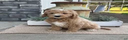 Goldendoodle dogs for sale: Kenny - Ad 3