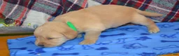 Golden Retriever dogs for sale: Mason - Ad 3