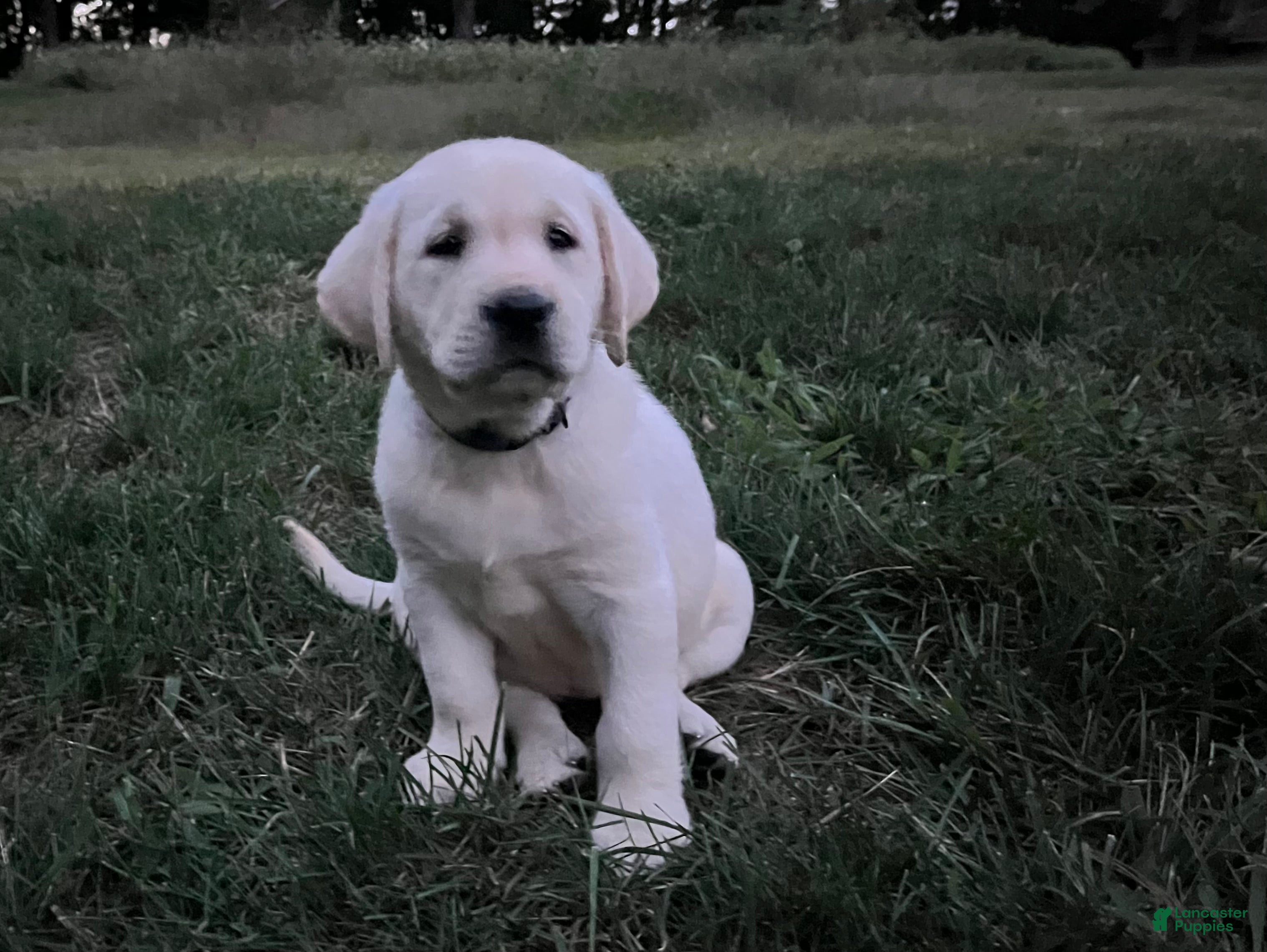 Labrador Retriever dogs Ruby - Ad 1