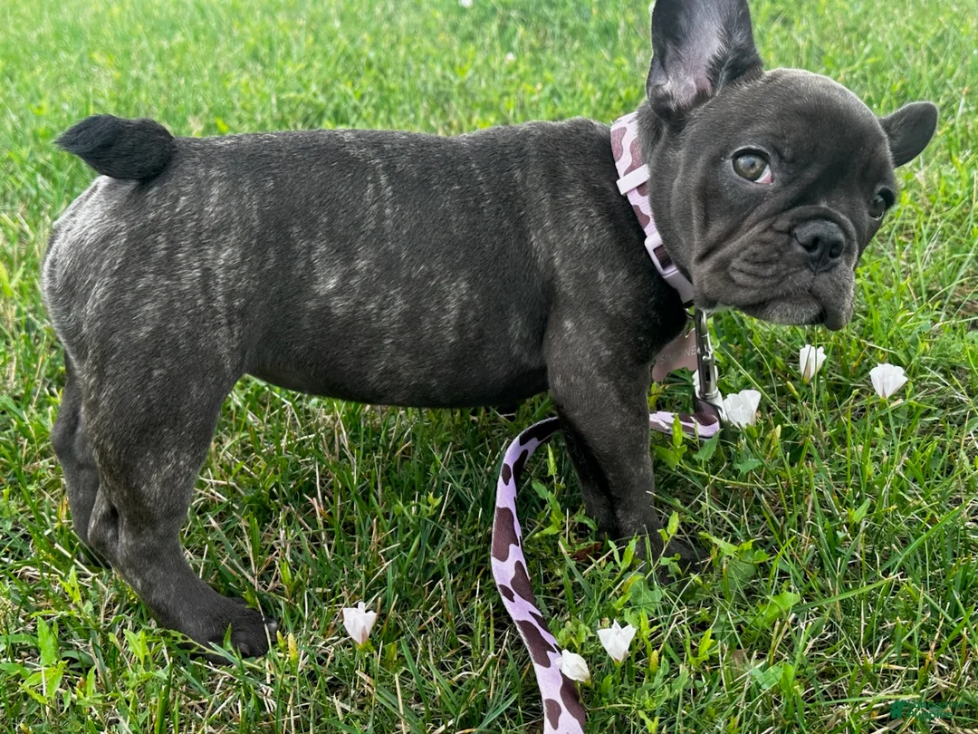 French Bulldog dogs for sale: Lilac Beauty - Ad 9