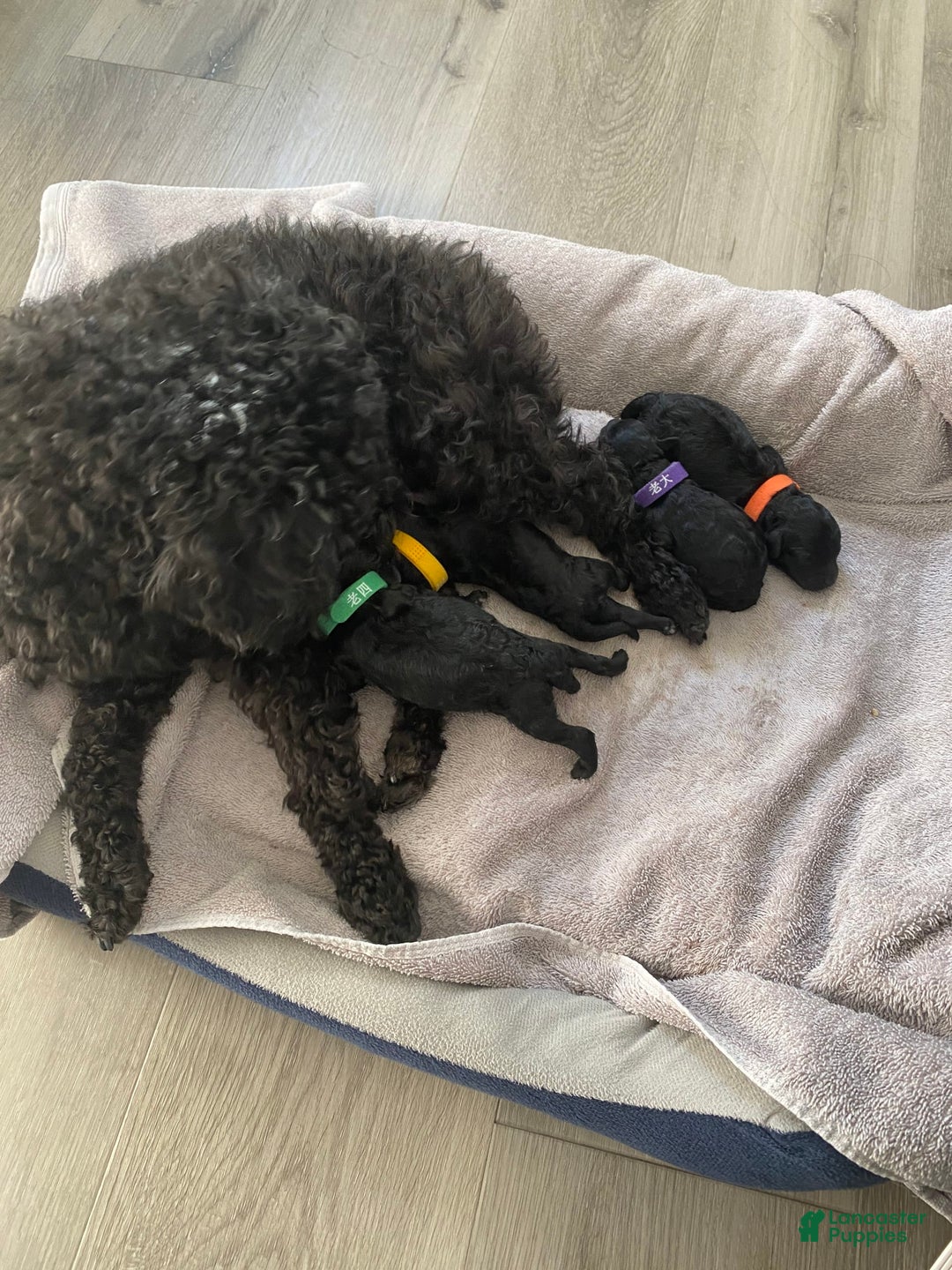 Gallery Image {{count}}