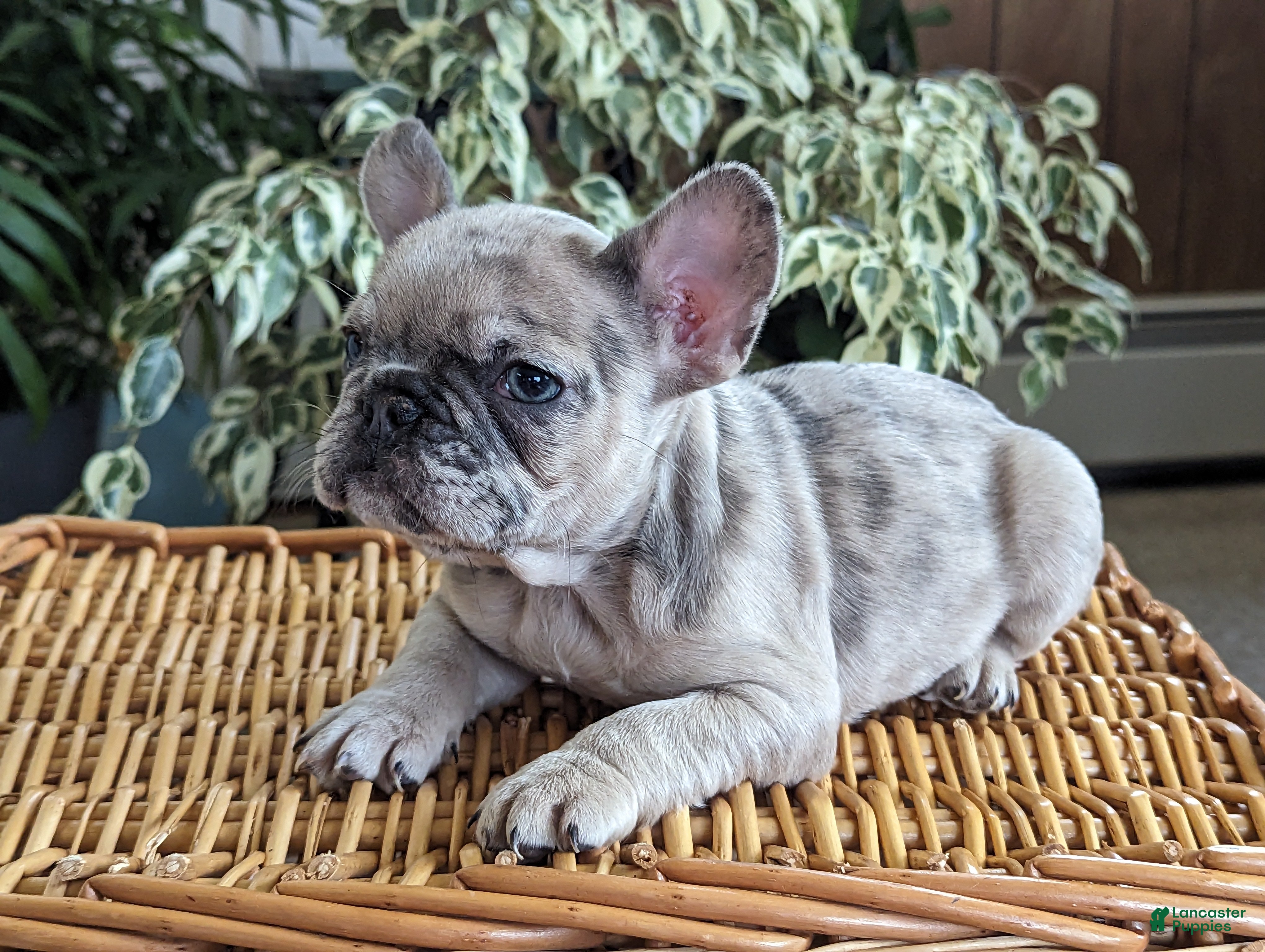 French Bulldog dogs Sophia - Ad 29