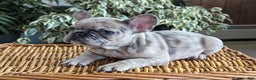 French Bulldog dogs for sale: Sophia - Ad 1