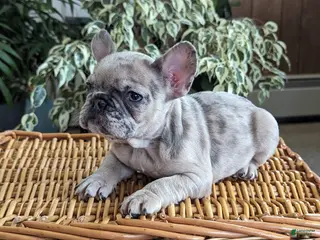 French Bulldog dogs Sophia - Ad 2