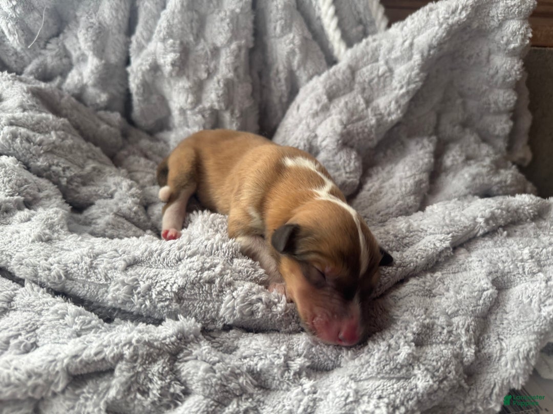 Collie dogs for sale: Mac - Ad 4