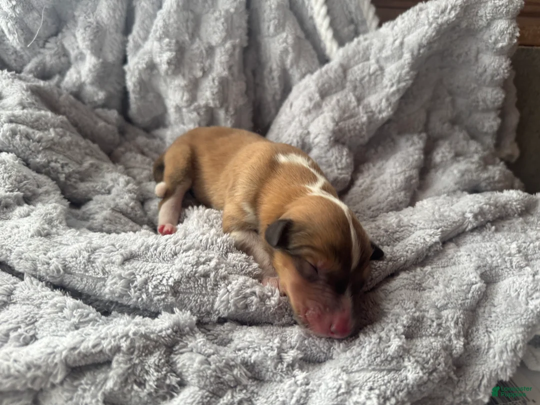 Collie dogs for sale: Mac - Ad 4