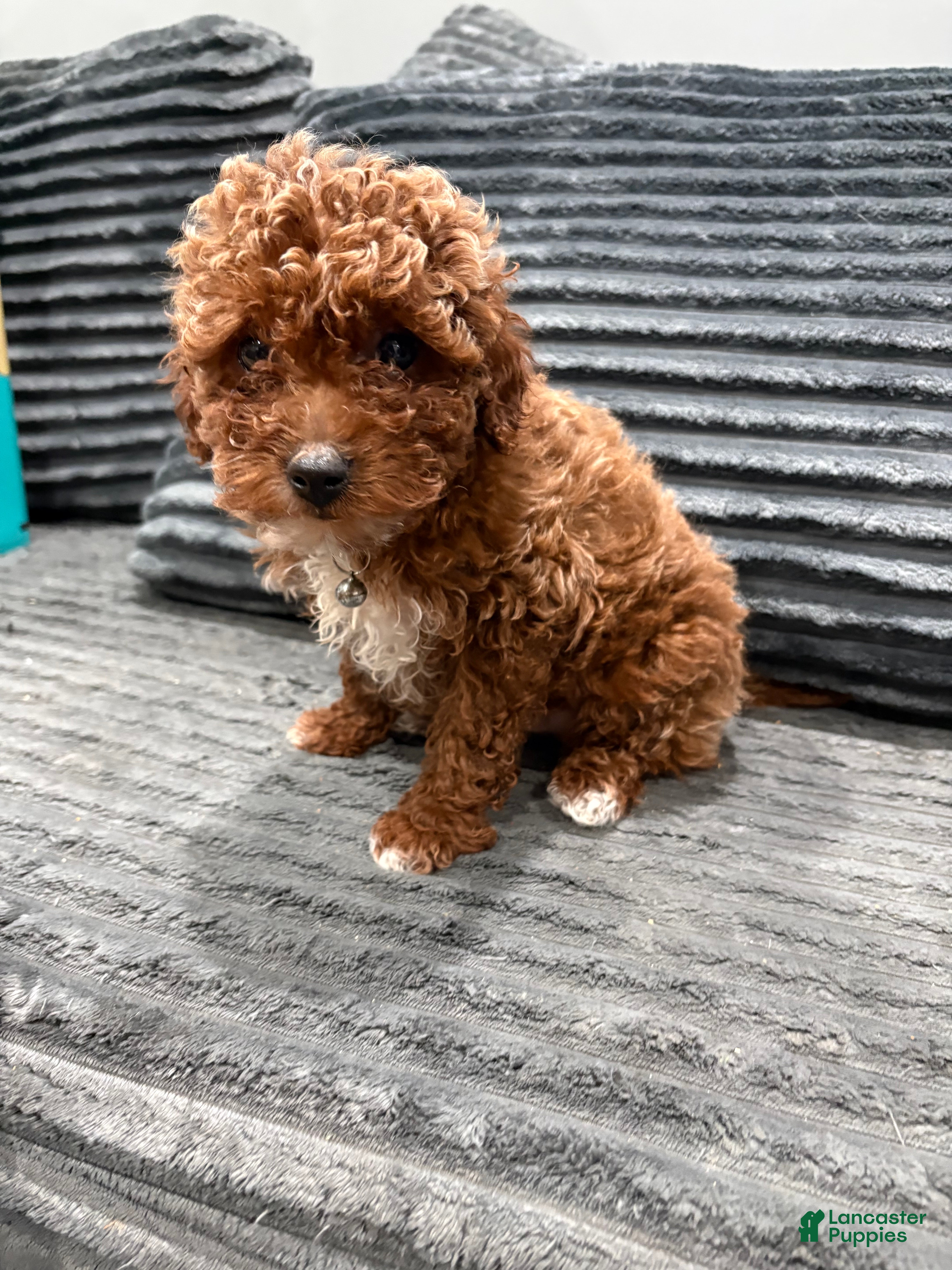 Toy Poodle dogs Toy Poodle Puppy 2 - Ad 2