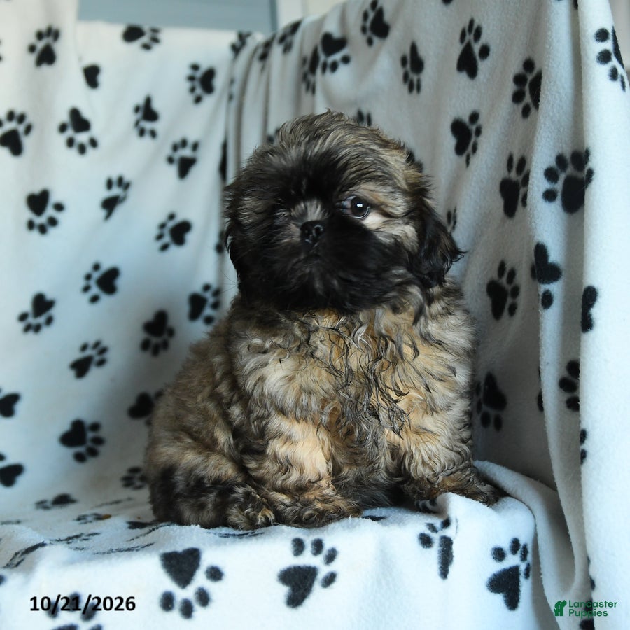 Shih Tzu dogs Titan - Ad 1