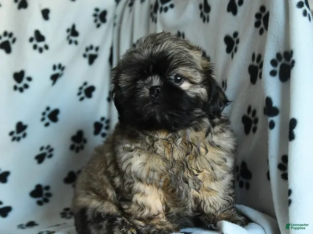 Shih Tzu dogs Titan - Ad 1