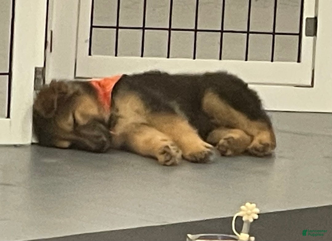 German Shepherd dogs for sale: Purebred German Shepherd  - Ad 3