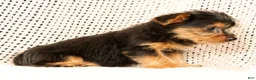 Yorkshire Terrier dogs for sale: Allison - Ad 7