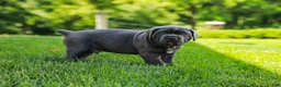 Cane Corso dogs for sale: Bubba (Champion Bloodline) - Ad 9
