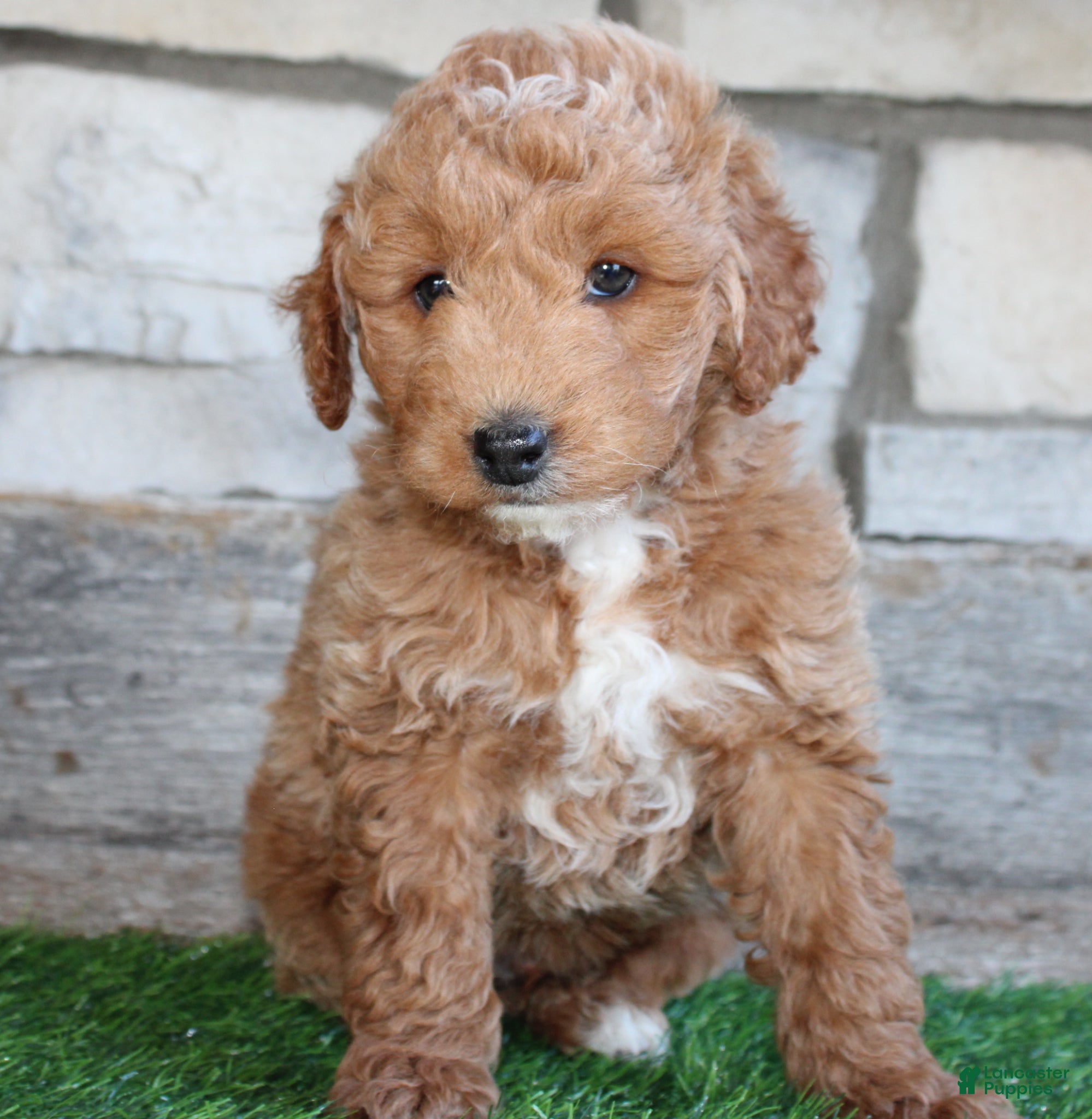 Mini Goldendoodle dogs Mini Goldendoodle Puppy 1 - Ad 2