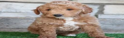 Mini Goldendoodle dogs for sale: Mini Goldendoodle Puppy 1 - Ad 2