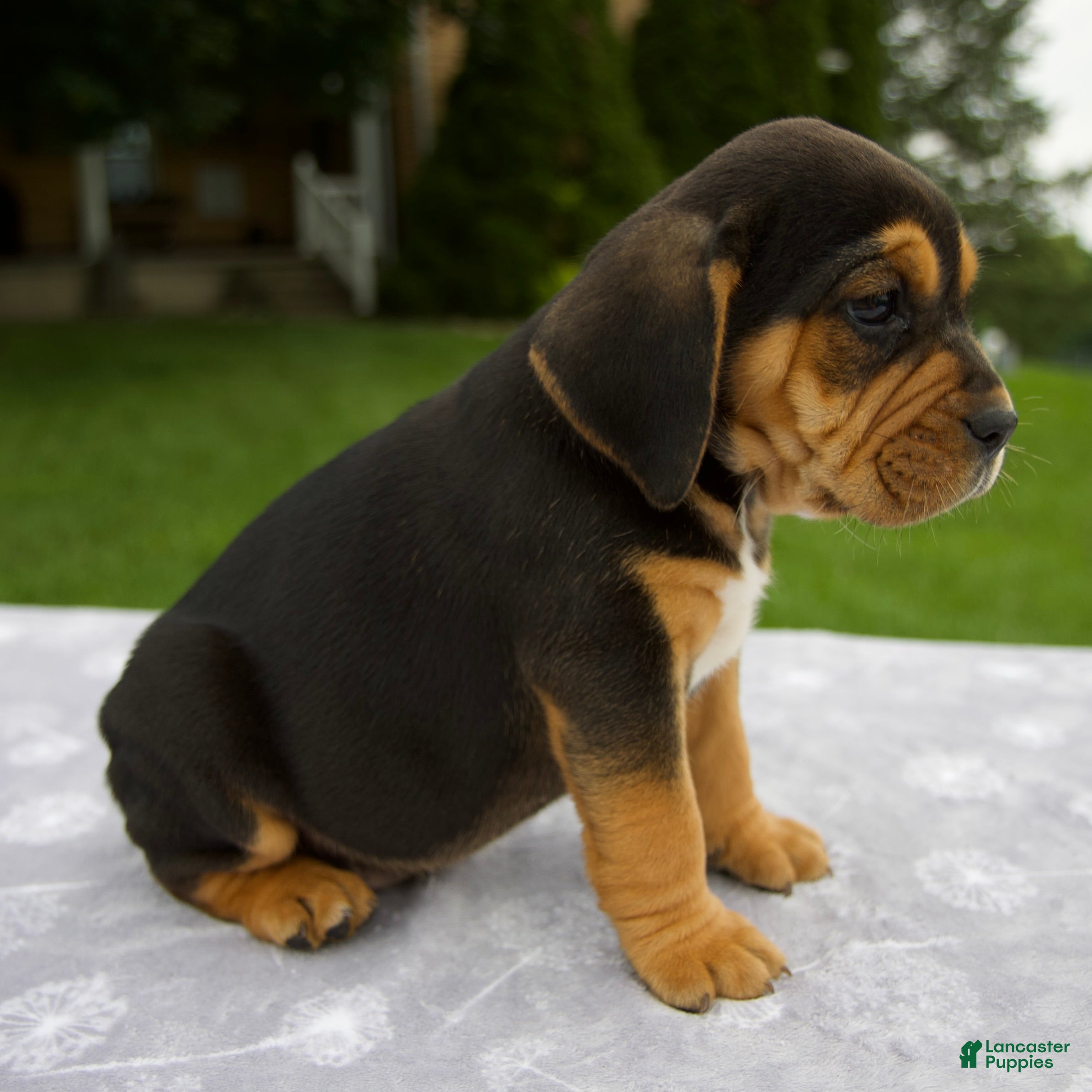 Beabull dogs Duff - Ad 2