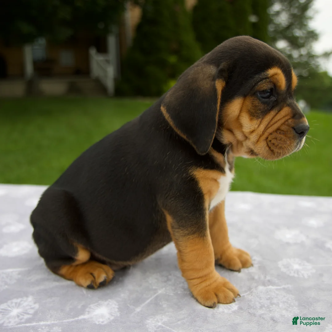 Beabull dogs for sale: Duff - Ad 2
