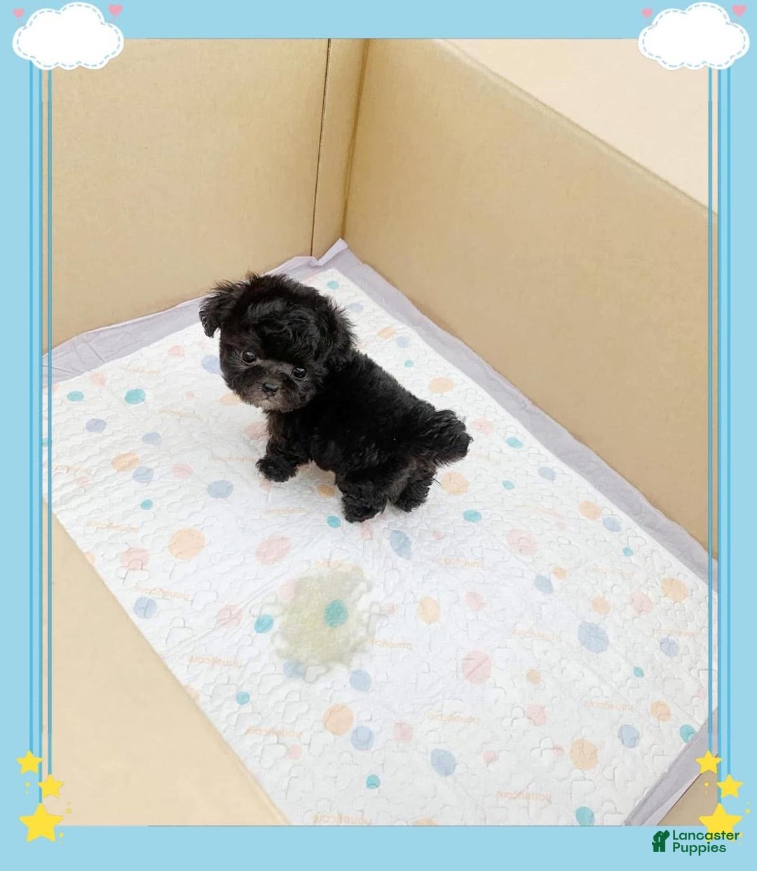 Maltipoo dogs for sale: Lola - Ad 3