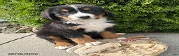 Bernese Mountain Dog dogs for sale: Bentley - Ad 3