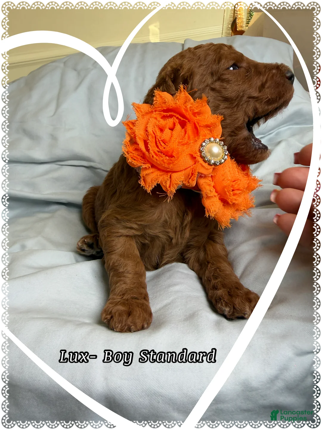 Standard Poodle dogs for sale: Lux  - Ad 2