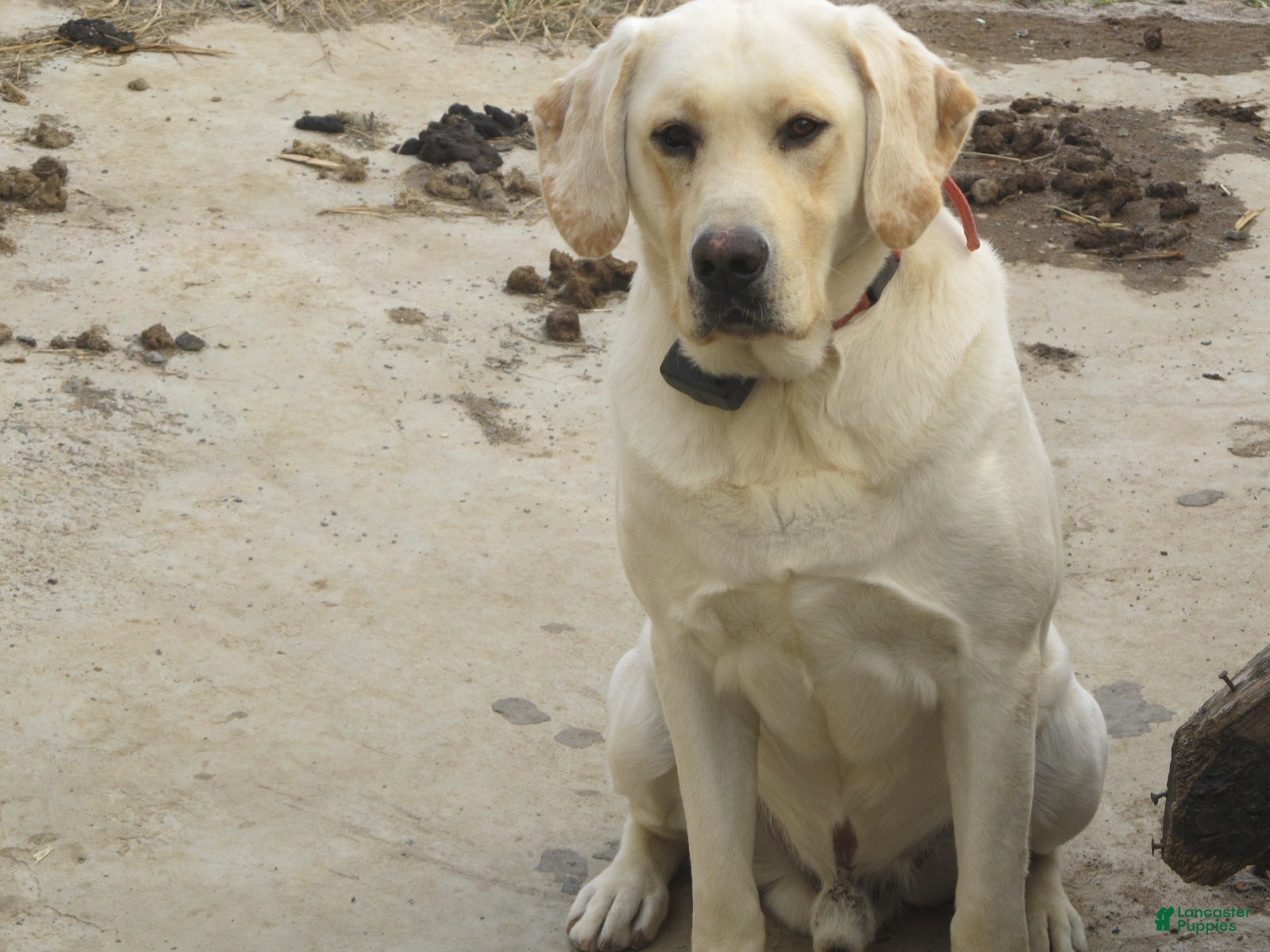 Boss Diesel