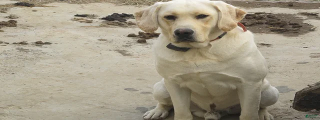Boss Diesel