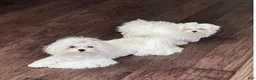 Maltese dogs for sale: Maltese 1 - Ad 2