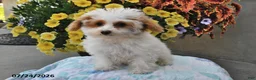 Miniature Poodle dogs for sale: Star - Ad 5