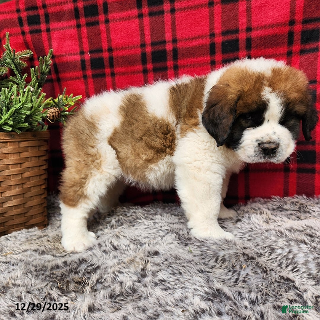Saint Bernard dogs for sale: Gabe - Ad 2
