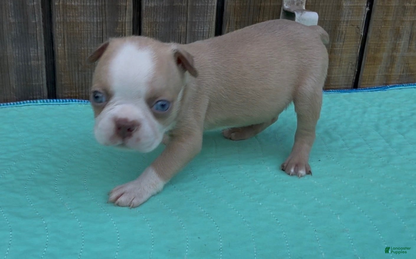 Boston Terrier dogs Boston Terrier 4 - Ad 10