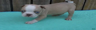 Boston Terrier 4