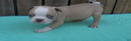 Boston Terrier dogs for sale: Boston Terrier 4 - Ad 1