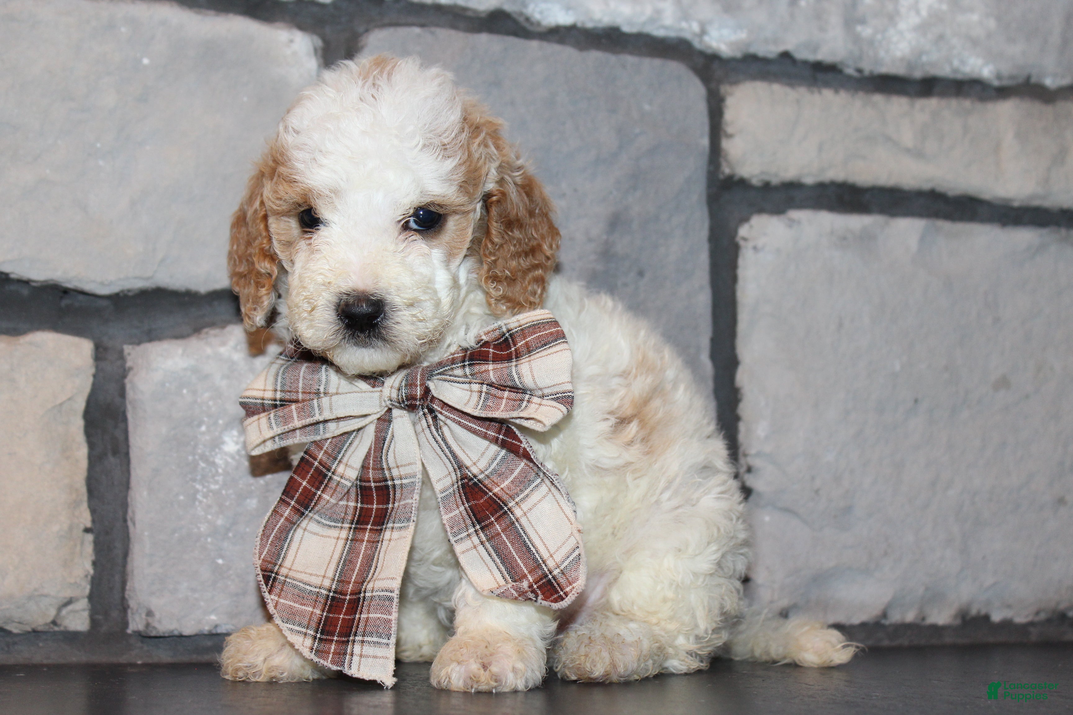 Mini Goldendoodle dogs Lucy - Ad 2