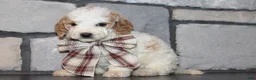 Mini Goldendoodle dogs for sale: Lucy - Ad 2
