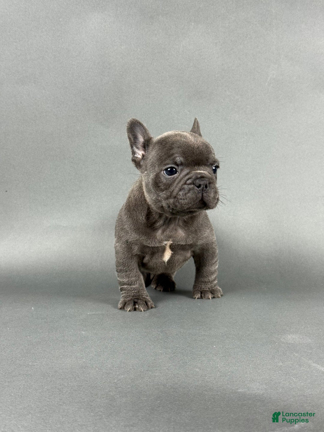 French Bulldog dogs for sale: Bentley  - Ad 4