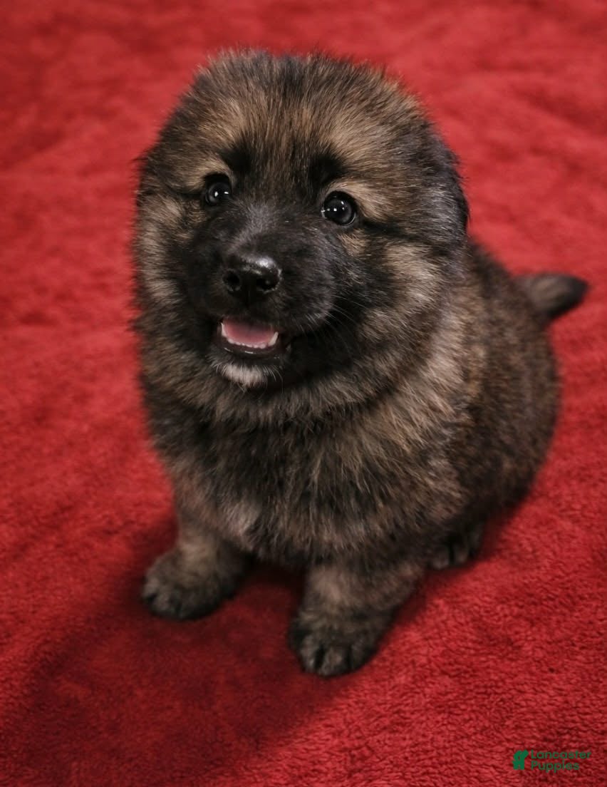 German Shepherd dogs Rambo - Ad 1