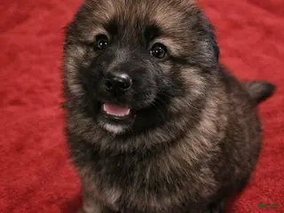 German Shepherd dogs for sale: Rambo - Ad 1