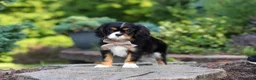 Cavalier King Charles Spaniel dogs for sale: Riley - Ad 10