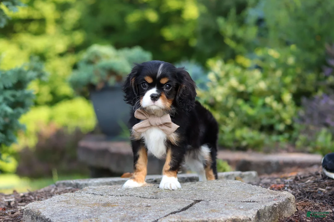 Cavalier King Charles Spaniel dogs for sale: Riley - Ad 10