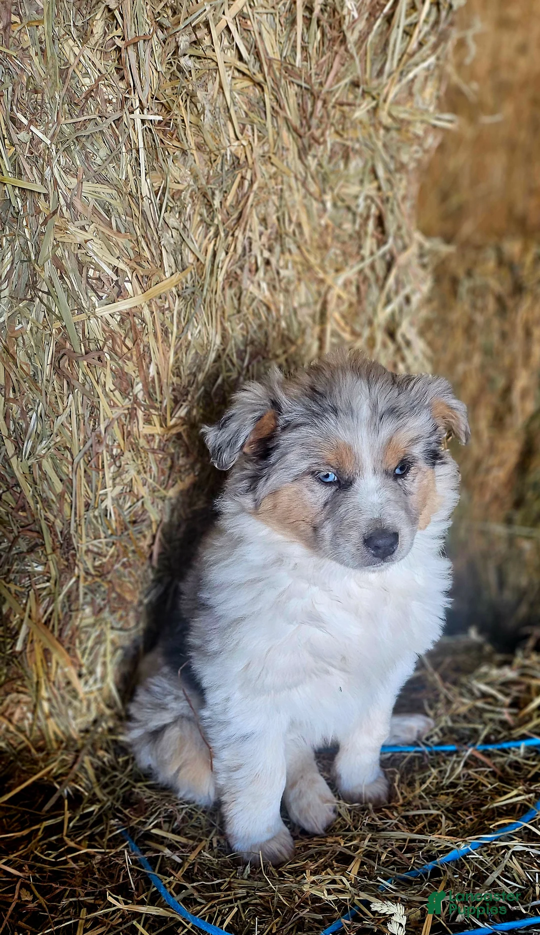 Mixed Breed dogs for sale: Cookie - Ad 7