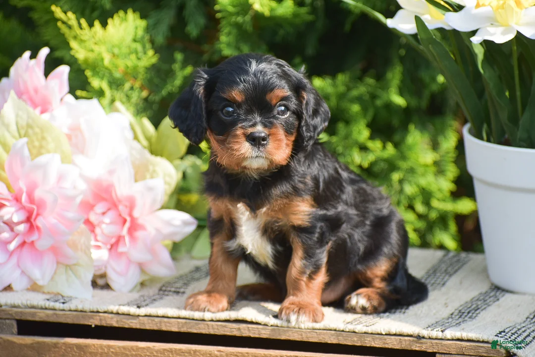 Cavalier King Charles Spaniel dogs for sale: Scott - Ad 1