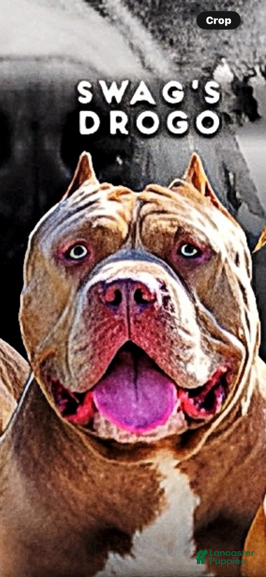 American Bully dogs American Bully 6 - Ad 2