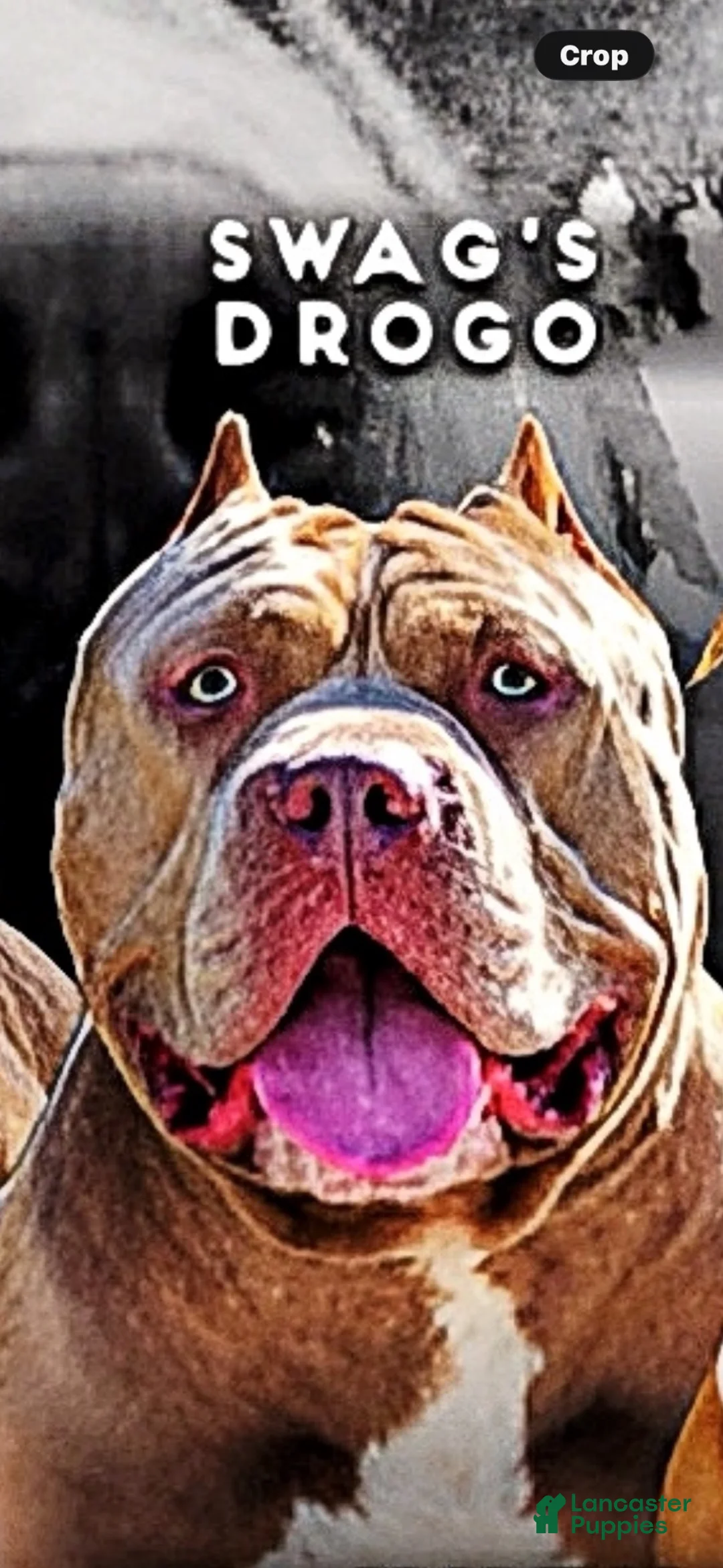 American Bully dogs for sale: American Bully 6 - Ad 2