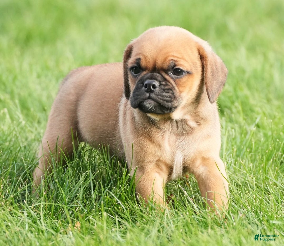 Puggle dogs for sale: Benson - Ad 6