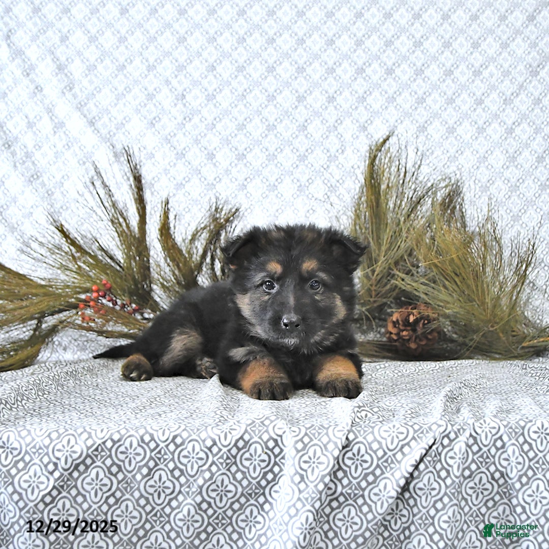 German Shepherd dogs for sale: Mia  - Ad 9