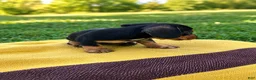 Dachshund dogs for sale: Macy - Ad 3